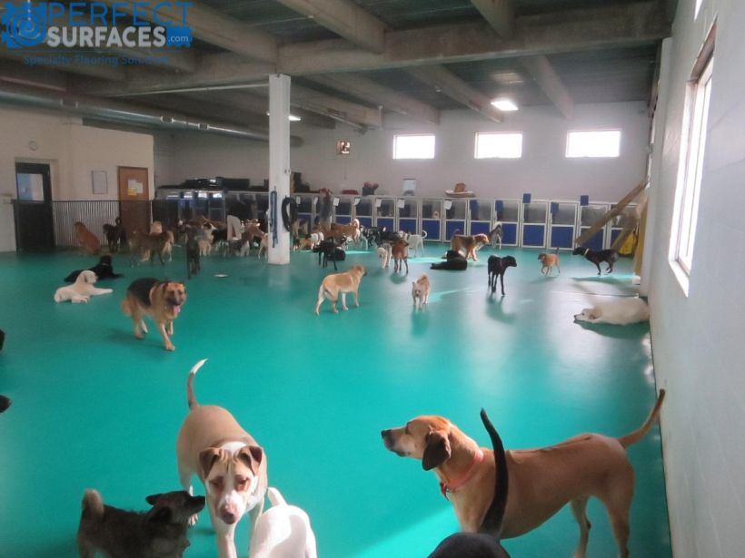 VersaFLO K9 – Pad & Pour